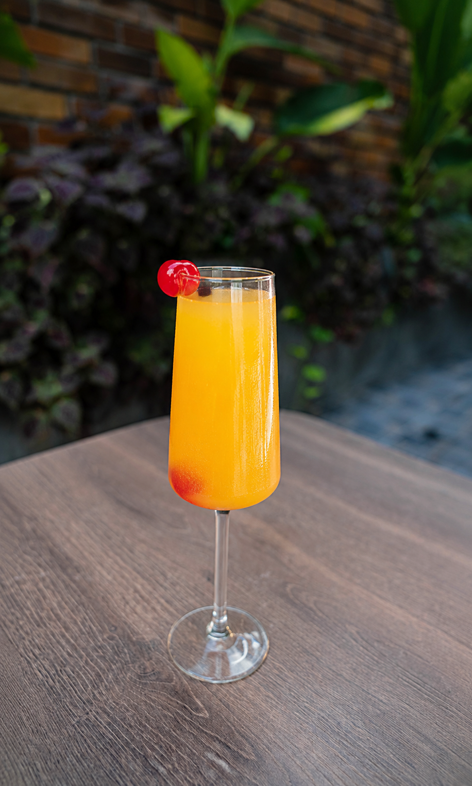 Mimosa